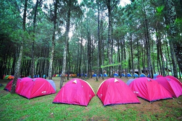 Harga Tiket Masuk dan jam operasional Hutan Pinus Songgon Banyuwangi