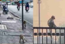 Monkeys Taking Over